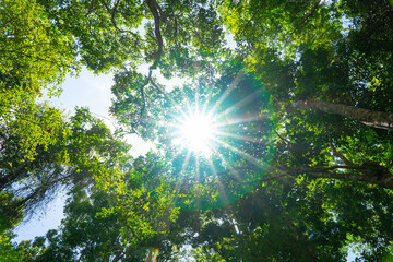 sun shining through the trees