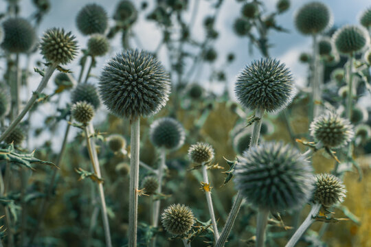 Prickly Thistle Plants In A Field