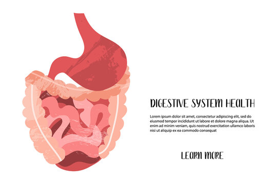 Healthy human digestive system. Stomach, gut, small and large intestine. Digestive tract. Internal organs. Anatomy. Vector flat cartoon medical illustration