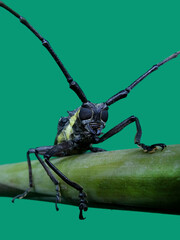 Batocera rubus is a species of beetle in the family Cerambycidae.