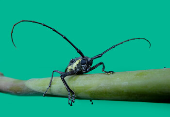 Batocera rubus is a species of beetle in the family Cerambycidae. - obrazy, fototapety, plakaty