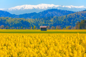Yellow mustard field landscape industry of agriculture with blue sky in the background