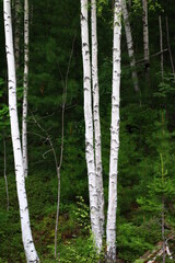  Dense forest mixed trees spruce, cedar, birch