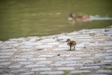various types of ducks in the middle of munich's english garden