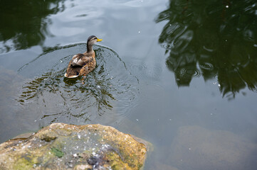 various shots of a small pond with lots of ducks