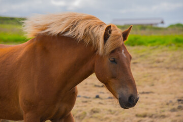 Obraz premium HORSE LOVE