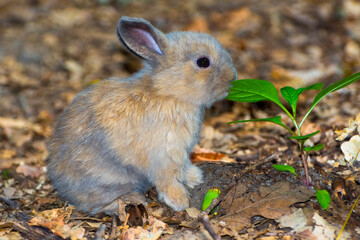 Lop rabbit or lop-eared rabbit baby on the ground