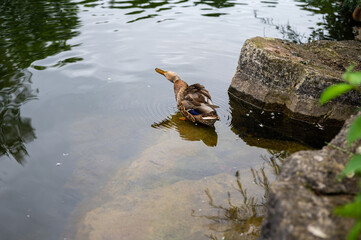 various shots of a small pond with lots of ducks