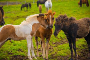 Horse Conference