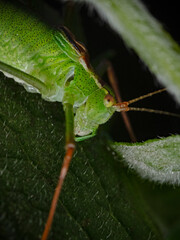 Speckled bush cricket in the spotlight (Leptophyes punctatissima)