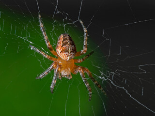Garden spider, Kreuzspinne (Araneus diadematus)