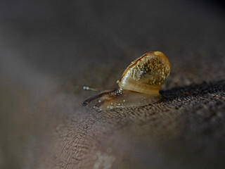 Small banded grove snail in focus