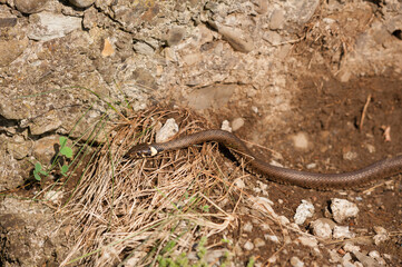 The snake hunting into the wild