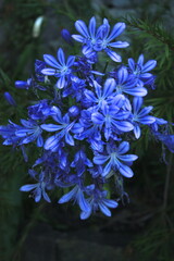 fiore blu