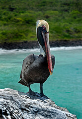 Pelican on the rock. Latin name - Pelecanus crispus. San Cristobal island, Galapagos