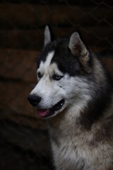 Obraz premium siberian husky dog