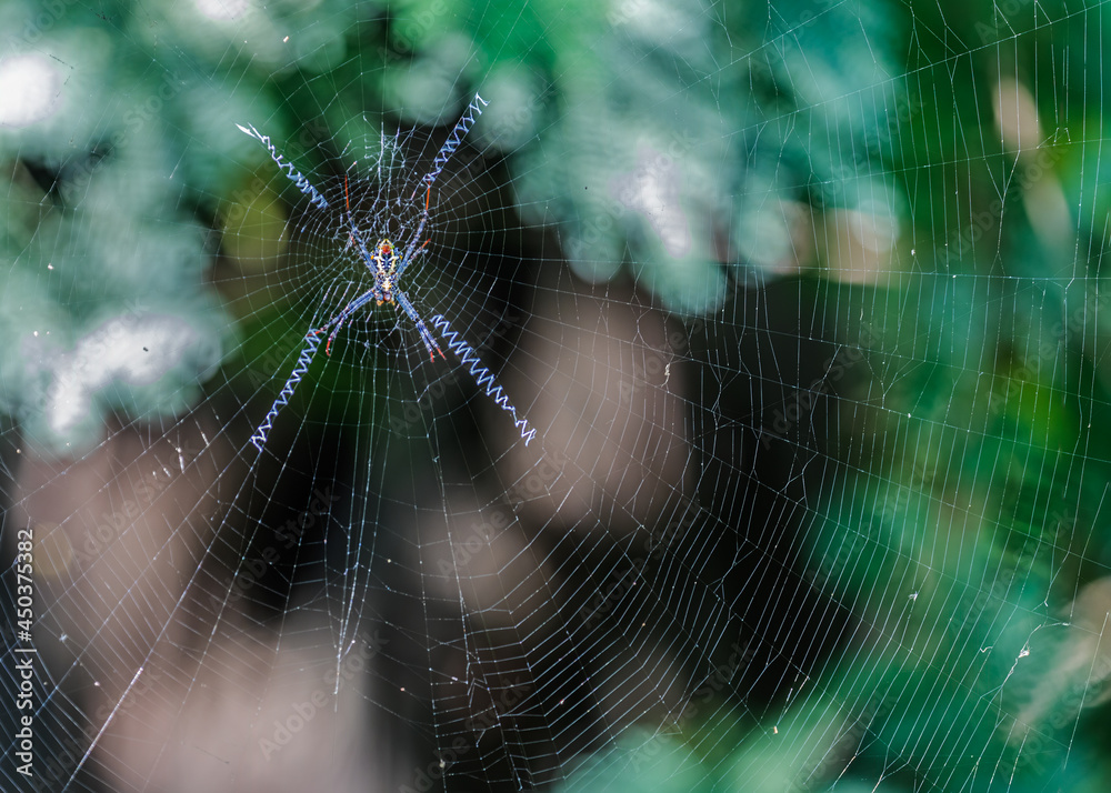 Wall mural Spider with red eyes in web