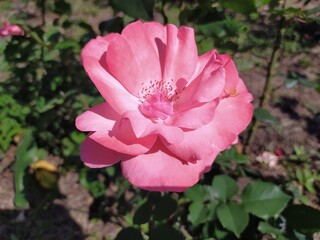 pink rose in the garden