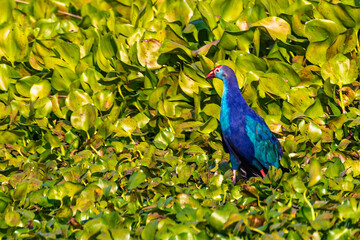 A purple Swamp hen in lake