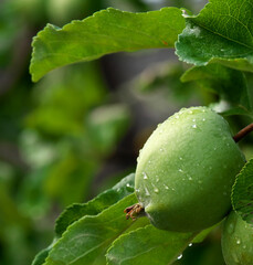 Green apple and leaves in raindrops.