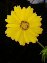 yellow flower on black background