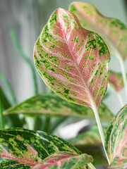 Aglaonema pink spotted star plant. Beautiful Aglaonema plants. House decor.