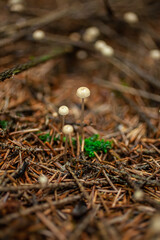 Poisonous mushrooms in a pine forest, close-up