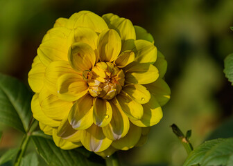 Yellow Dahlia flower in garden