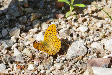Schmetterling