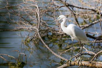 egret on the lake in summer