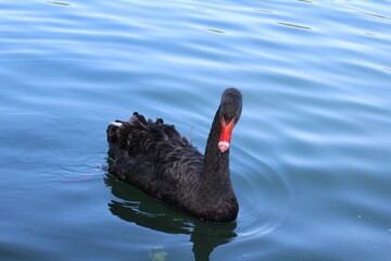 Fototapeta premium black swan on the lake