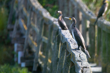 great gray cormorant sits on the handrail of the bridge