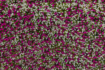 background consisting of white and crimson petunia flowers