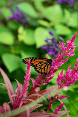monarch butterfly on flower