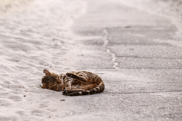 Curious Bengal cat exploring sand dunes at the seaside