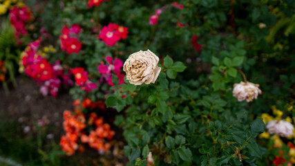Colorful Garden Flowers in  Personal Garden