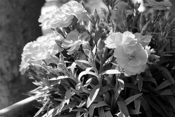 Carnations flowers growing outside. Black and white photo
