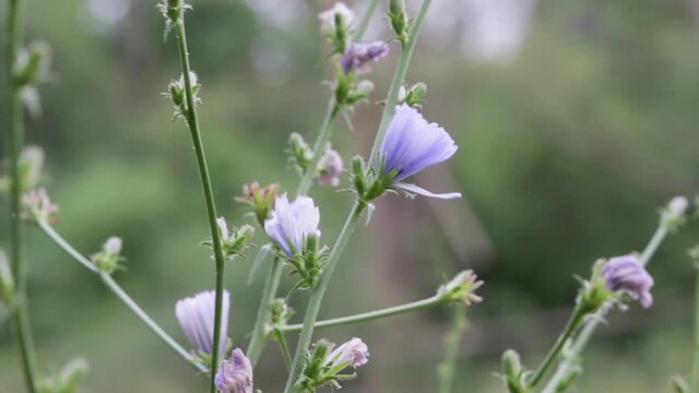 Common chicory wildflowers in summer