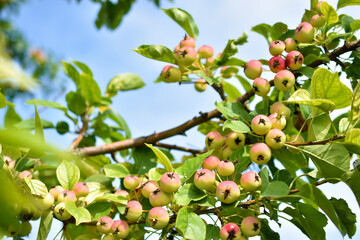 Yellow-red fruits of a wild apple tree on the branches