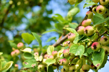 Yellow-red fruits of a wild apple tree on the branches