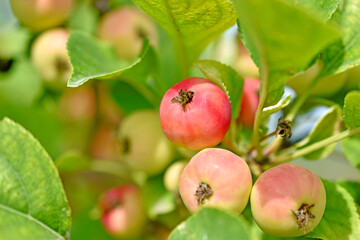 Yellow-red fruits of a wild apple tree on the branches