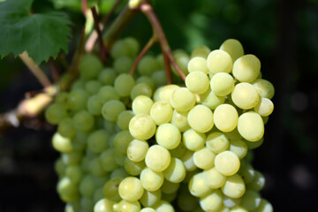 Green juicy grapes on a branch in the afternoon