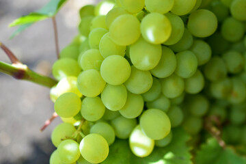 Green juicy grapes on a branch in the afternoon