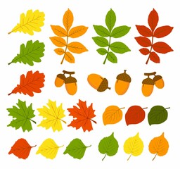 A set of autumn leaves and acorns on an autumn theme. The leaves are oak, birch, aspen, maple. Space for copying. Applicable for printing, posters, postcards, websites. Vector illustration.
