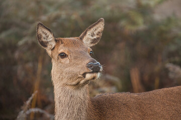 Red deer hinds looking out for stags in the Bracken in London, UK