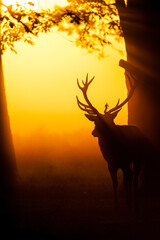 Silhouette of Red Deer in the early morning mist in London, UK