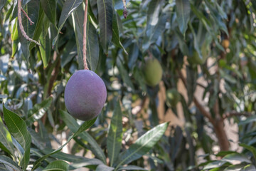 Mango fruit on mango tree. Mango harvest.