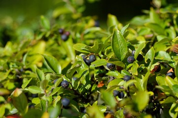 The cotoneaster is brilliant. Hedge. Autumn. The cotoneaster is brilliant in the fall.