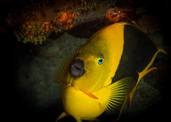 Rock Beauty (Holacanthus tricolor) on the reef off the island of Sint Maarten, Dutch Caribbean.