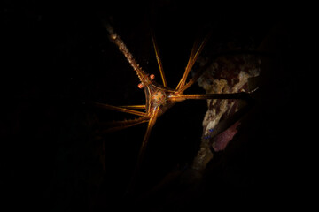 Yellowline arrow crab (Stenorhynchus seticornis) on the reef off the island of Sint Maarten, Dutch...